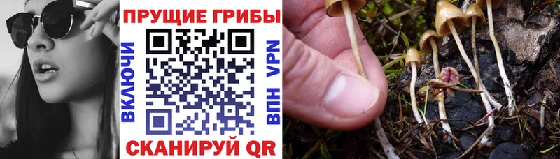 как найти закладки Камышлов Галлюциногенные грибы Magic Shrooms